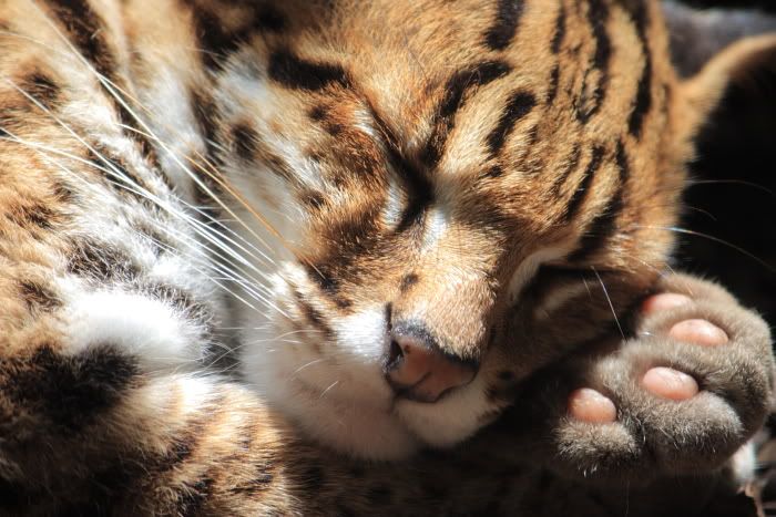 IMAGE: http://i269.photobucket.com/albums/jj64/liquidkiwi/IMG_1450.jpg