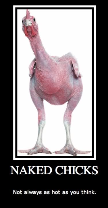 IMAGE: http://i269.photobucket.com/albums/jj65/boricuadiva_84/featherless-chicken-1.jpg