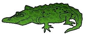 crocodile11.jpg