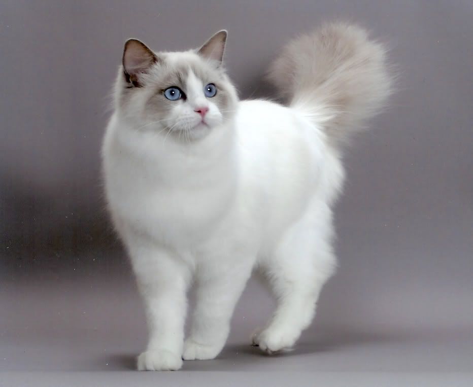 cat-Ragdoll.jpg