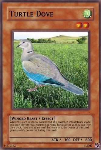 tutledove.jpg?t=1197739200