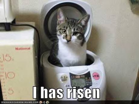 funny-pictures-cat-breadmaker.jpg