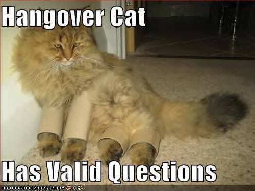 funny-pictures-hangover-cat-cardboa.jpg