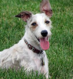 dog-adoption-italian-greyhound-schnauzer
