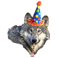 BDay wolf