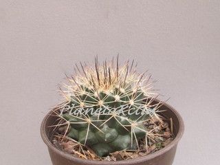photo IMG_3952_zps8wesib1c.jpg