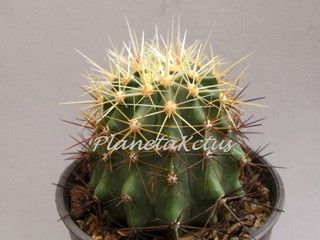photo IMG_3953_zpsfltvquk7.jpg