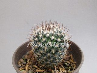 photo IMG_3955_zpslrkts2rr.jpg
