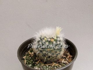 photo IMG_3958_zpszt3mo8ah.jpg