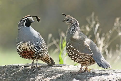 CaliforniaValley.jpg California Valley Quail picture by TommyVT05