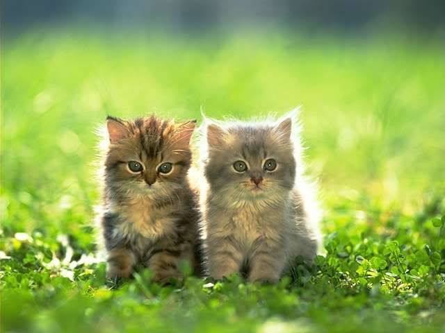 KITTENS Pictures, Images and Photos