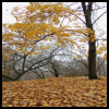 fall