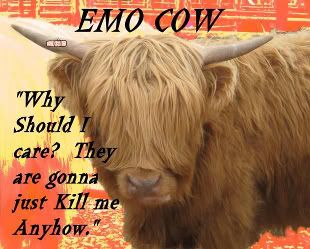 emo cow Pictures, Images and Photos