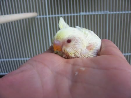 nugget-1.jpg?t=1205924107