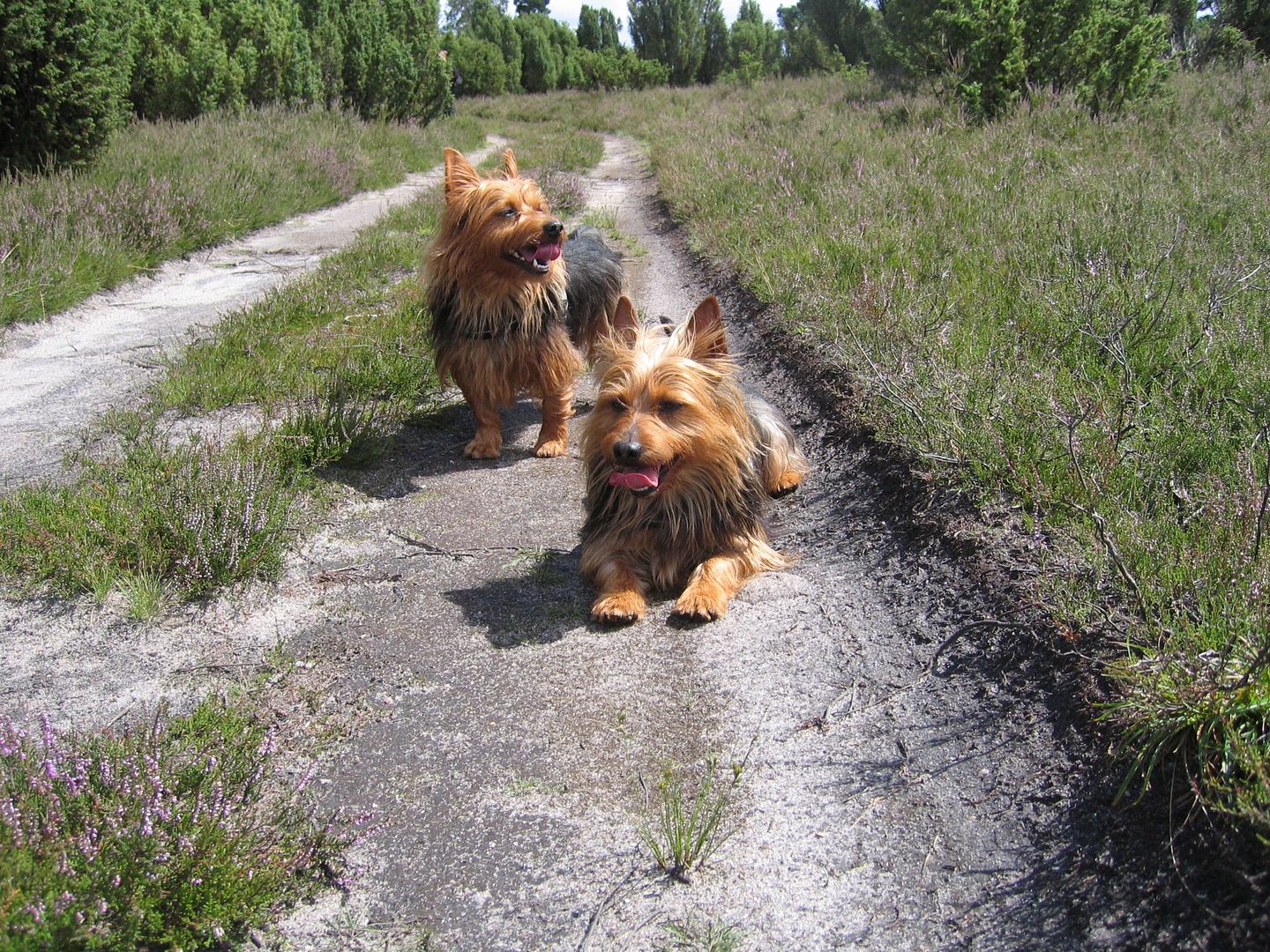  Holidays in the Lundeburger Heide