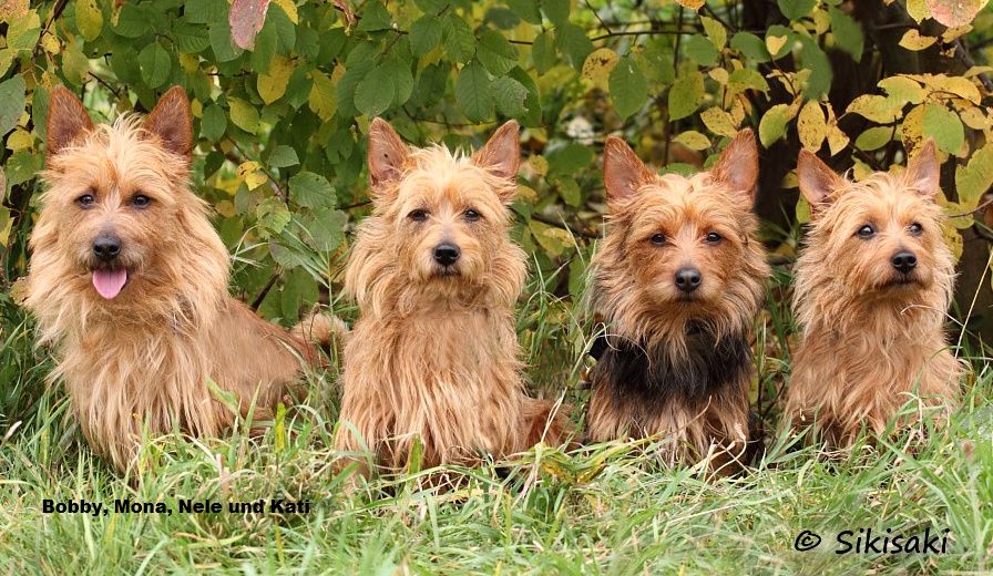 Bobby, Mona, Nele, Kati