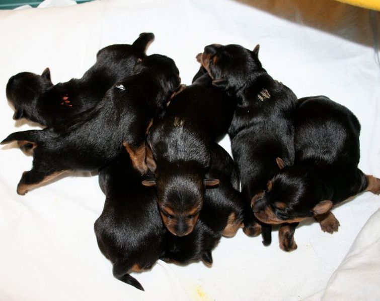 Puppies From The J Litter