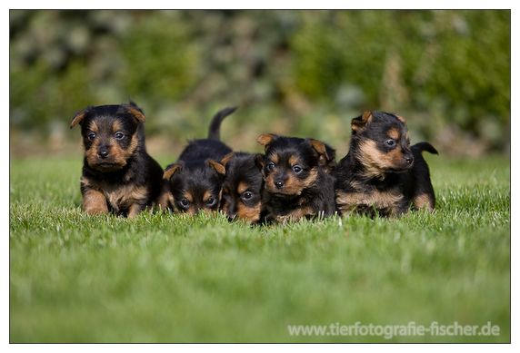 Jumpers Kennel