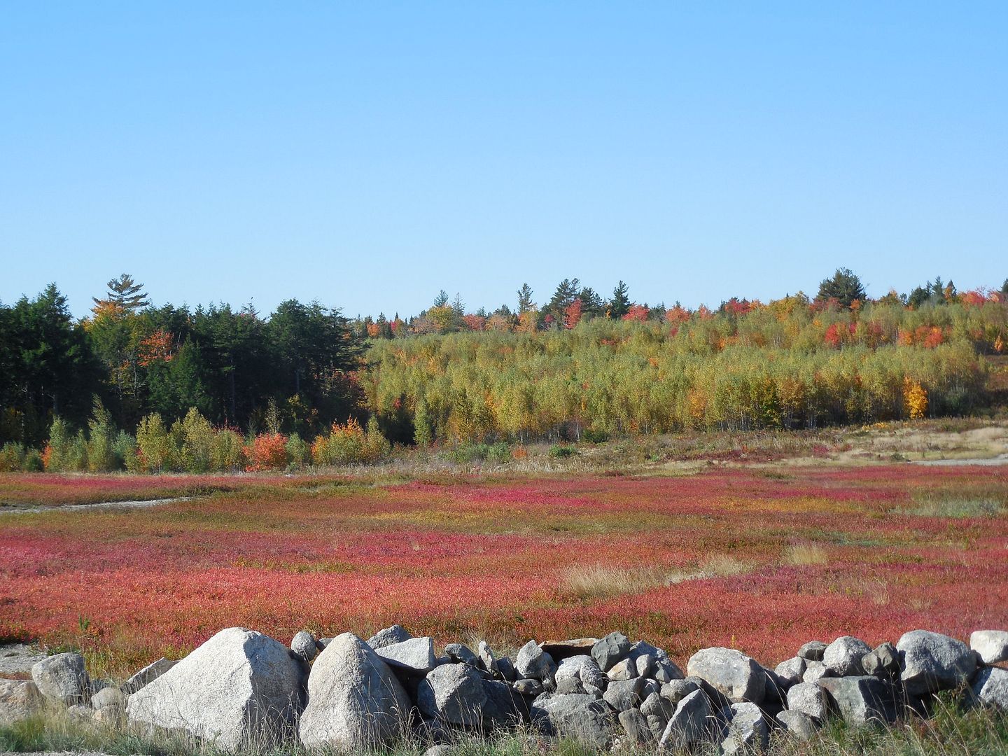 Blueberry barrens photo DSCN1252.jpg