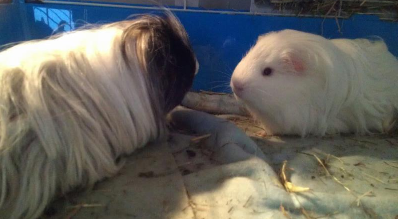 piglets.png