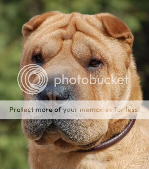 Our Boy Zephyr Shar Pei Resource Bearposhsharpei Winnipeg