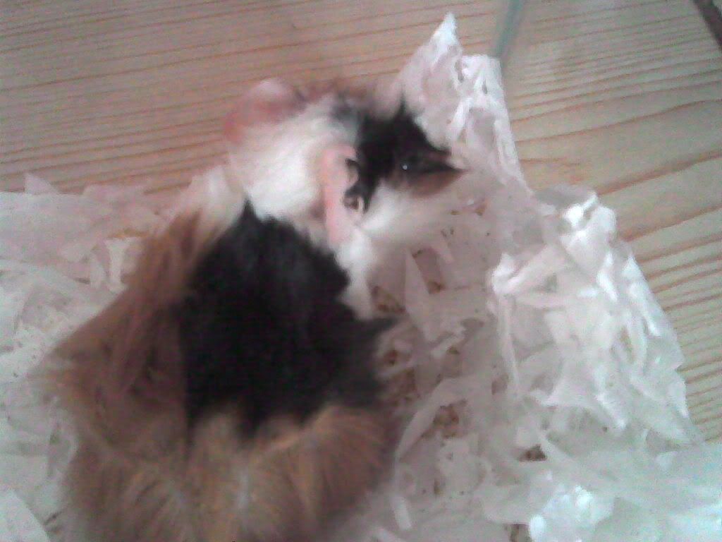 Image003.jpg