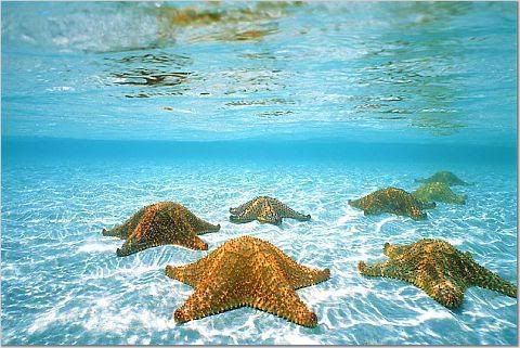 Starfish.jpg